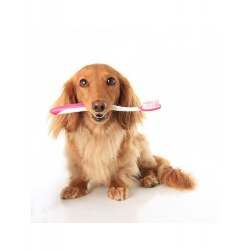 Ταπετσαρία για ιατρικό χώρο Σκυλάκι με οδοντόβουρτσα