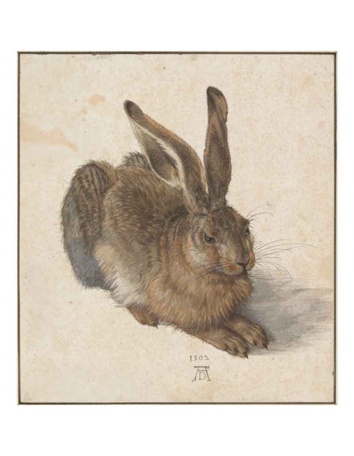 Πίνακας σε καμβά Albrecht Dürer - The Hare - 1502