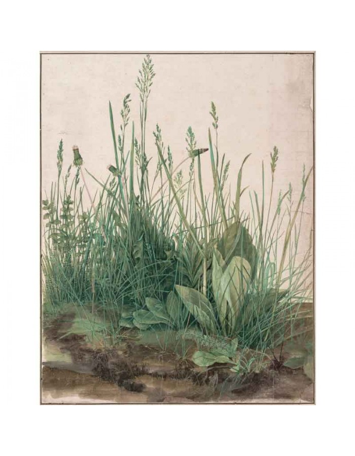 Πίνακας σε καμβά Albrecht Dürer - The Large Piece of Turf - 1503