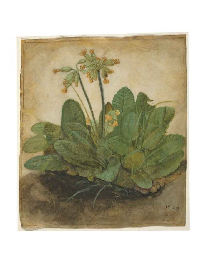 Πίνακας σε καμβά Albrecht Dürer - Tuft of Cowslips - 1526