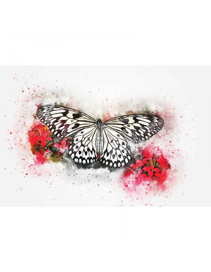 Πίνακας σε καμβά Ασπρόμαυρη πεταλούδα