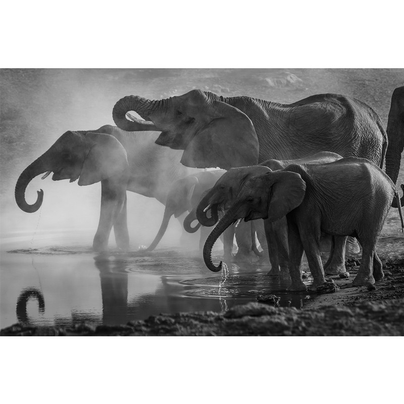 Πίνακας σε καμβά Ελέφαντες