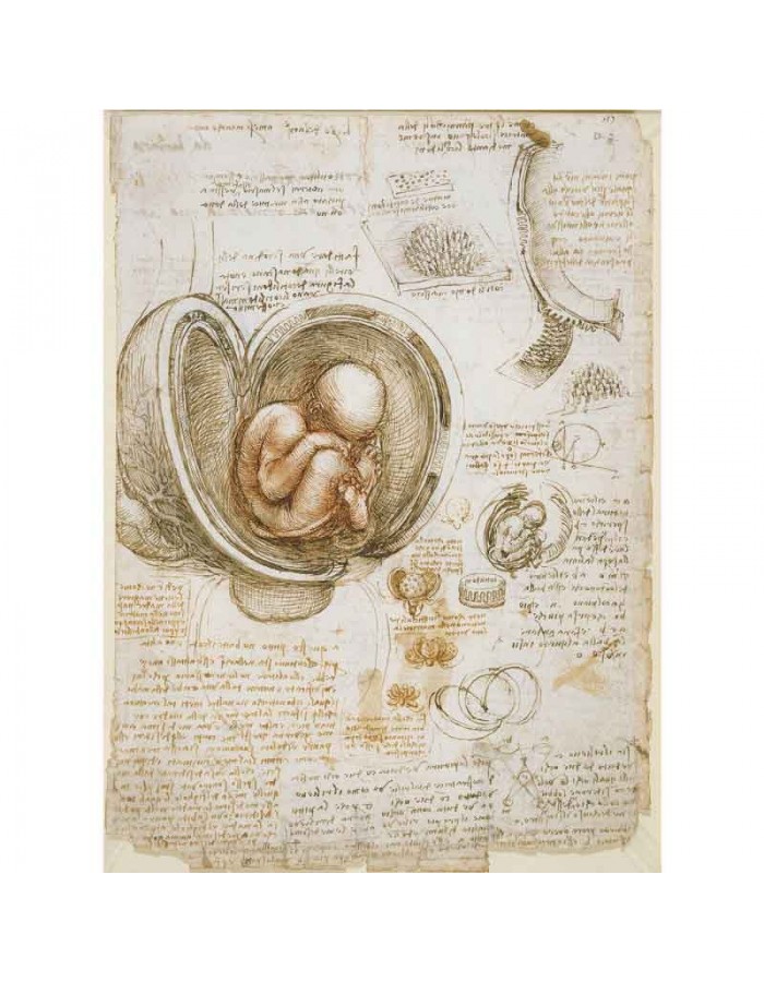 Πίνακας σε καμβά Leonardo Da Vinci - A page showing his study of a foetus in the womb - 1510