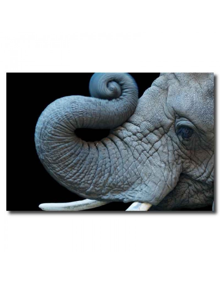 Πίνακας σε καμβά με Ζώα Ελέφαντας