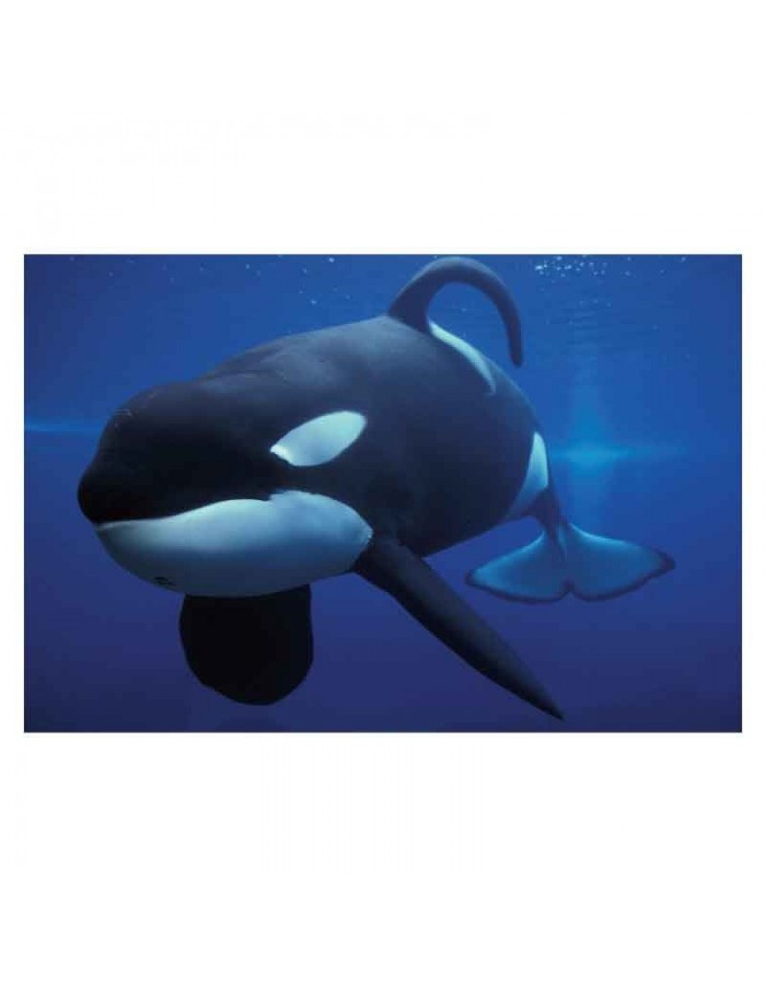 Πίνακας σε καμβά με Ζώα Φονική φάλαινα
