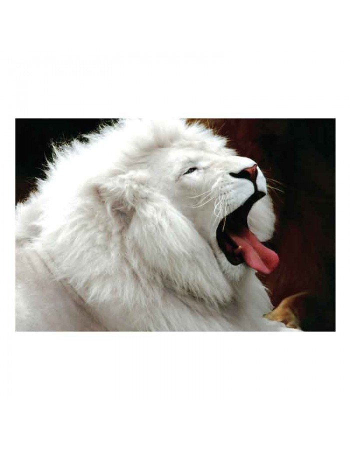 Πίνακας σε καμβά με Ζώα λευκό λιοντάρι