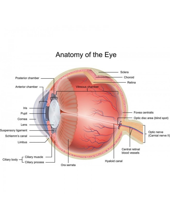Ταπετσαρία για ιατρικό χώρο Ανατομία του ματιού