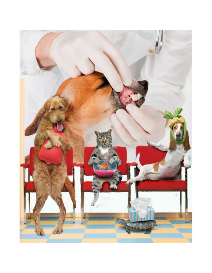 Ταπετσαρία για ιατρικό χώρο Εξέταση σκύλου