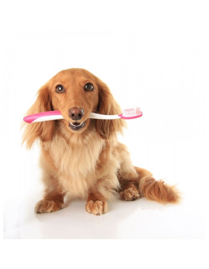 Ταπετσαρία για ιατρικό χώρο Σκυλάκι με οδοντόβουρτσα