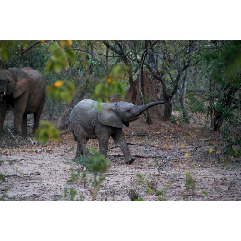 Ταπετσαρία τοίχου Elephant