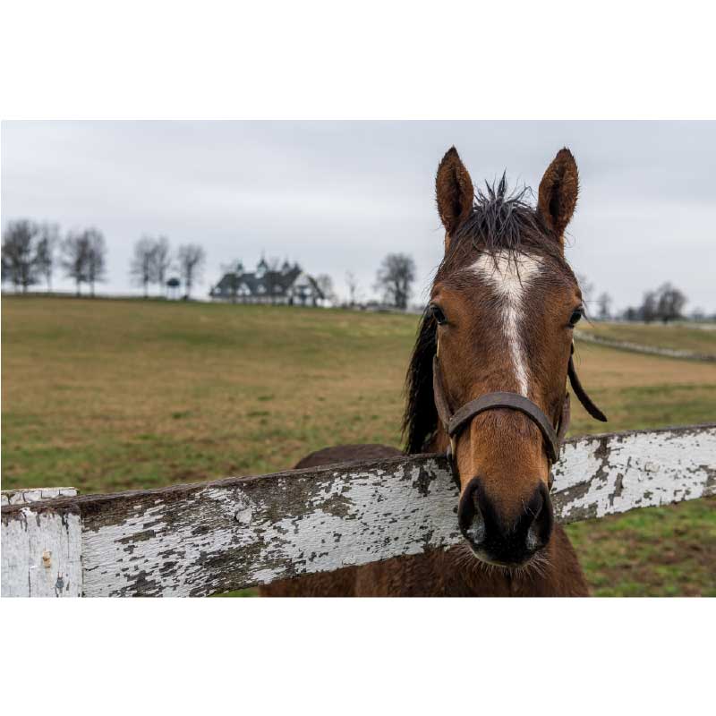 Ταπετσαρία τοίχου Horse